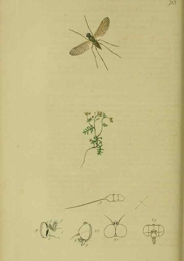Reproducción/Reproduction 49640928671: British entomology :. London,Printed for the author,1823-1840 [i.e. 1840].. 
