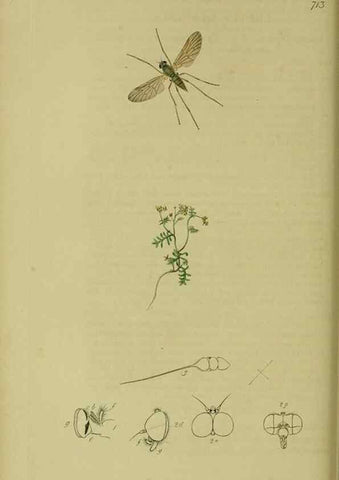 Reproducción/Reproduction 49640928671: British entomology :. London,Printed for the author,1823-1840 [i.e. 1840].. 