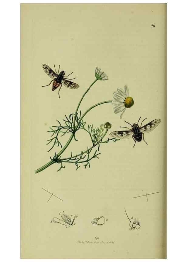 Reproducción/Reproduction 49640928996: British entomology :. London,Printed for the author,1823-1840 [i.e. 1840].. 