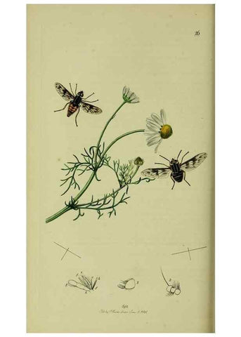 Reproducción/Reproduction 49640928996: British entomology :. London,Printed for the author,1823-1840 [i.e. 1840].. 