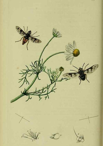 Reproducción/Reproduction 49640928996: British entomology :. London,Printed for the author,1823-1840 [i.e. 1840].. 