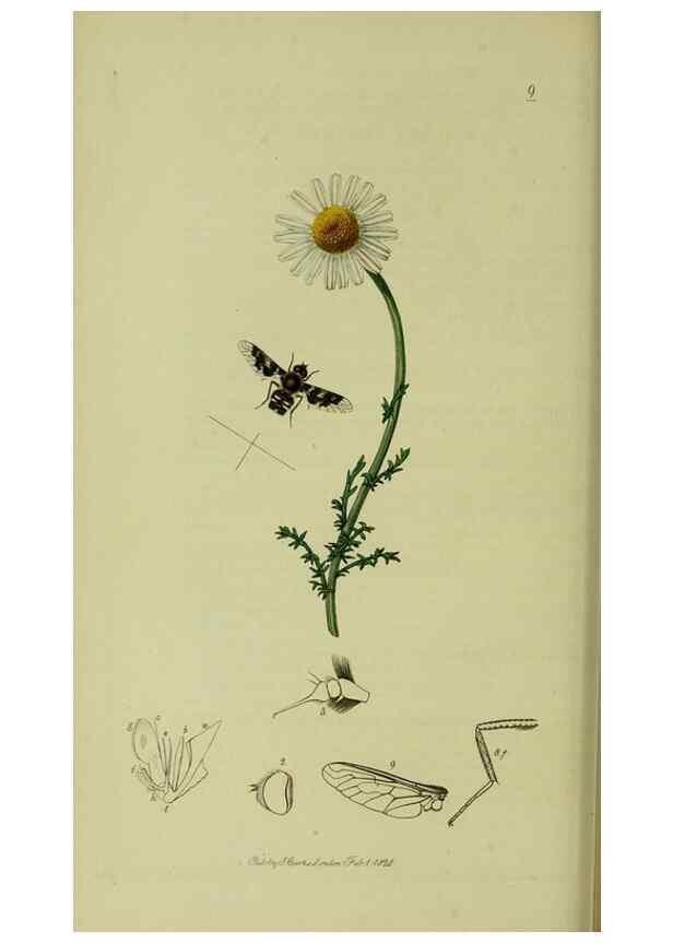Reproducción/Reproduction 49640407133: British entomology :. London,Printed for the author,1823-1840 [i.e. 1840].. 