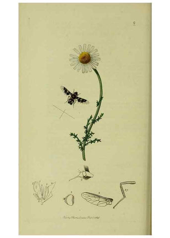 Reproducción/Reproduction 49640407133: British entomology :. London,Printed for the author,1823-1840 [i.e. 1840].. 