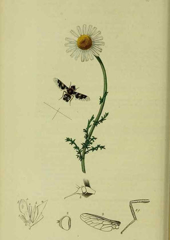 Reproducción/Reproduction 49640407133: British entomology :. London,Printed for the author,1823-1840 [i.e. 1840].. 