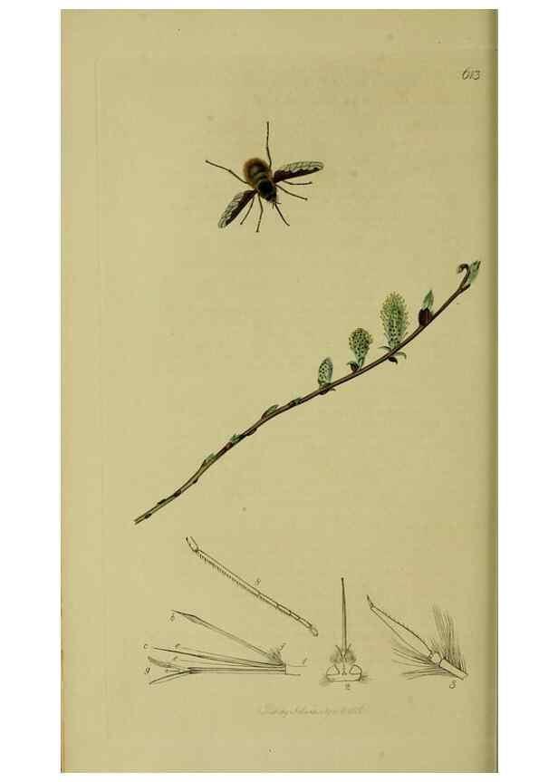 Reproducción/Reproduction 49641204882: British entomology :. London,Printed for the author,1823-1840 [i.e. 1840].. 