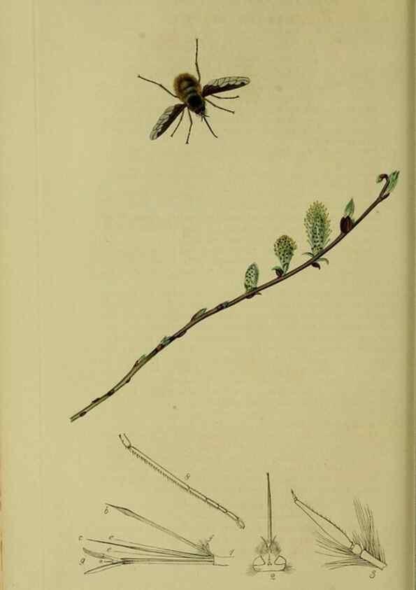 Reproducción/Reproduction 49641204882: British entomology :. London,Printed for the author,1823-1840 [i.e. 1840].. 