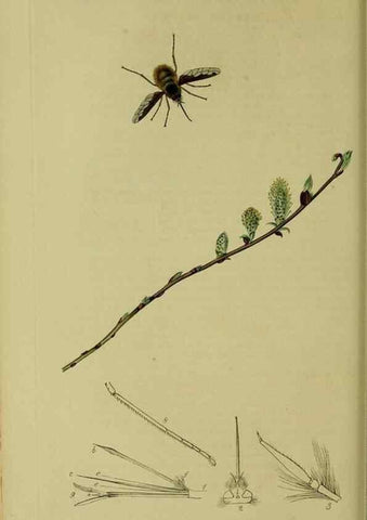 Reproducción/Reproduction 49641204882: British entomology :. London,Printed for the author,1823-1840 [i.e. 1840].. 