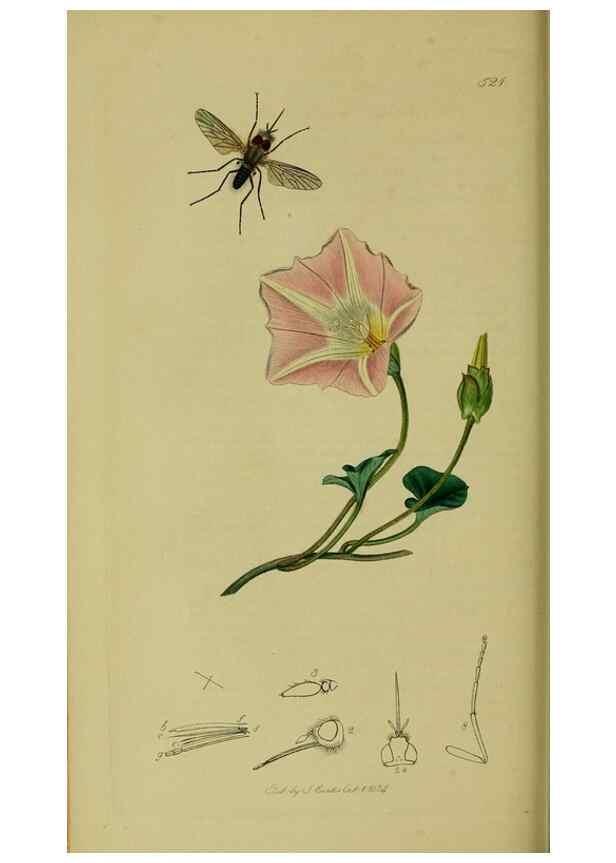 Reproducción/Reproduction 49640929966: British entomology :. London,Printed for the author,1823-1840 [i.e. 1840].. 