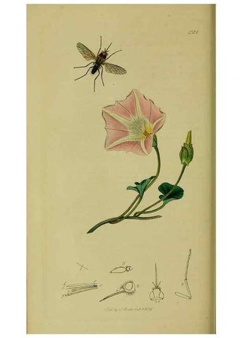 Reproducción/Reproduction 49640929966: British entomology :. London,Printed for the author,1823-1840 [i.e. 1840].. 