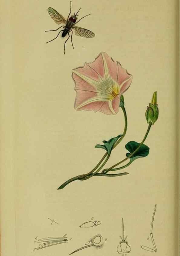 Reproducción/Reproduction 49640929966: British entomology :. London,Printed for the author,1823-1840 [i.e. 1840].. 