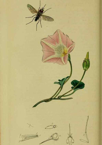 Reproducción/Reproduction 49640929966: British entomology :. London,Printed for the author,1823-1840 [i.e. 1840].. 