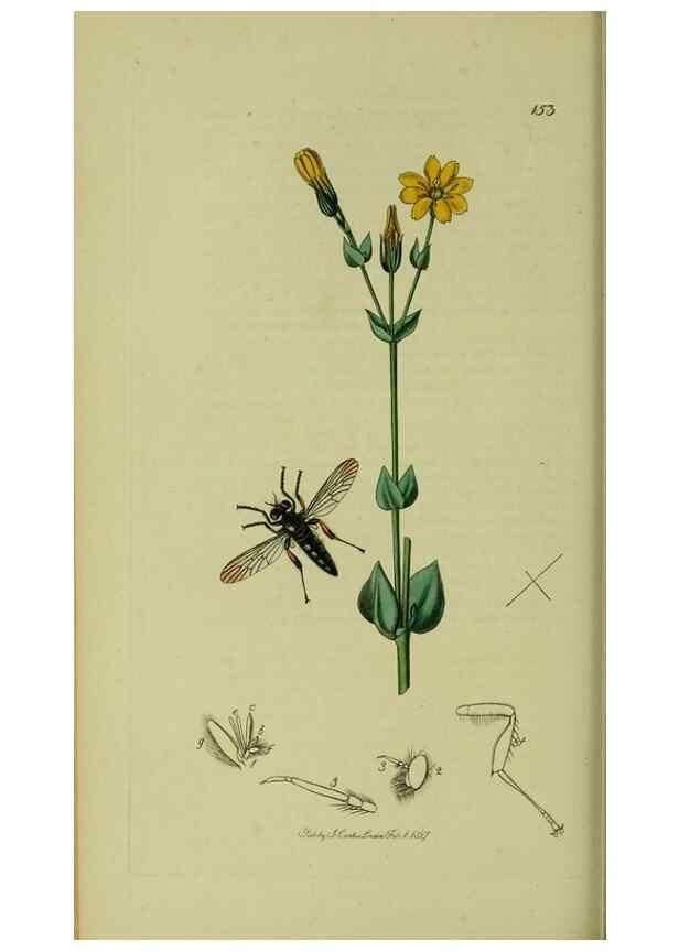 Reproducción/Reproduction 49641205572: British entomology :. London,Printed for the author,1823-1840 [i.e. 1840].. 