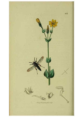 Reproducción/Reproduction 49641205572: British entomology :. London,Printed for the author,1823-1840 [i.e. 1840].. 