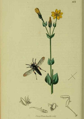Reproducción/Reproduction 49641205572: British entomology :. London,Printed for the author,1823-1840 [i.e. 1840].. 