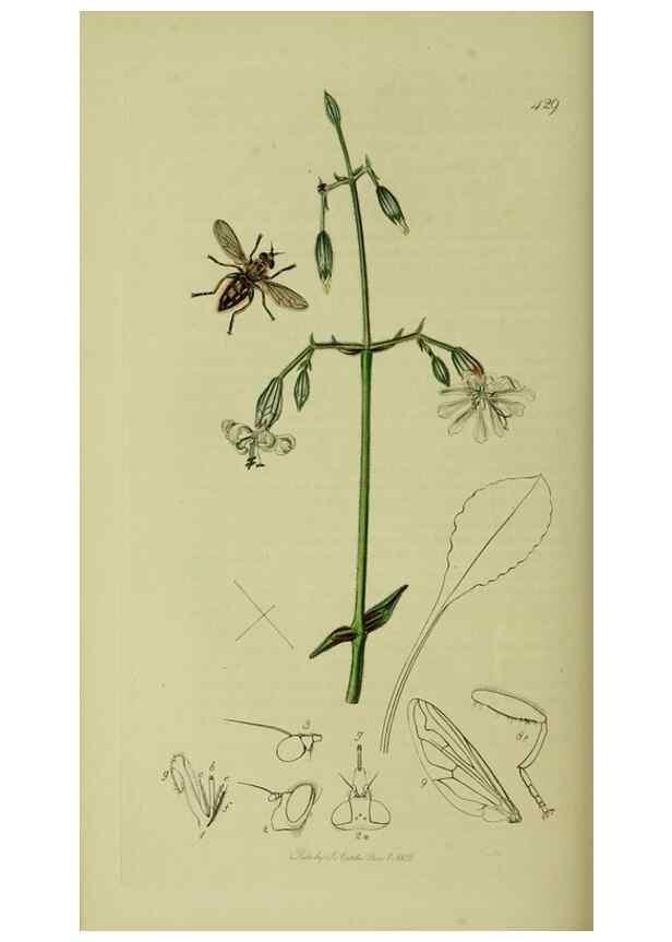 Reproducción/Reproduction 49641214177: British entomology :. London,Printed for the author,1823-1840 [i.e. 1840].. 