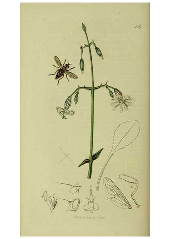 Reproducción/Reproduction 49641214177: British entomology :. London,Printed for the author,1823-1840 [i.e. 1840].. 