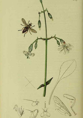 Reproducción/Reproduction 49641214177: British entomology :. London,Printed for the author,1823-1840 [i.e. 1840].. 