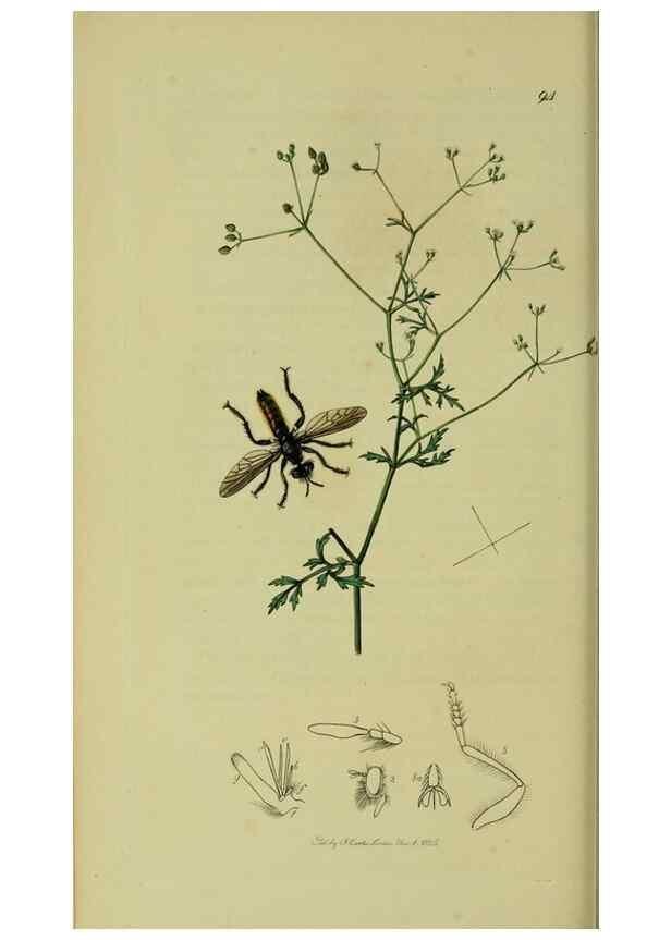 Reproducción/Reproduction 49641205952: British entomology :. London,Printed for the author,1823-1840 [i.e. 1840].. 