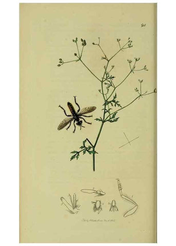Reproducción/Reproduction 49641205952: British entomology :. London,Printed for the author,1823-1840 [i.e. 1840].. 