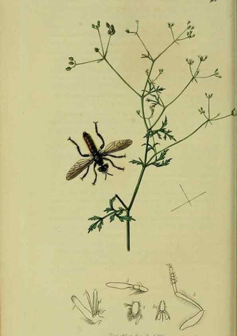 Reproducción/Reproduction 49641205952: British entomology :. London,Printed for the author,1823-1840 [i.e. 1840].. 