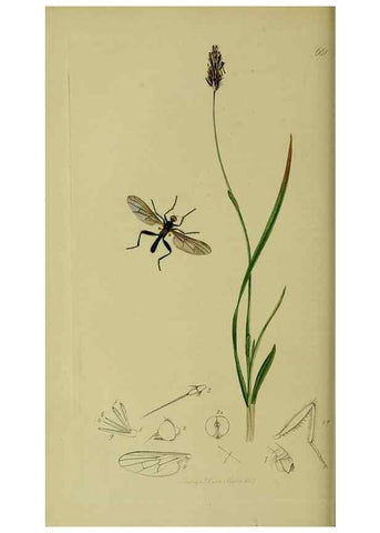 Reproducción/Reproduction 49640409033: British entomology :. London,Printed for the author,1823-1840 [i.e. 1840].. 