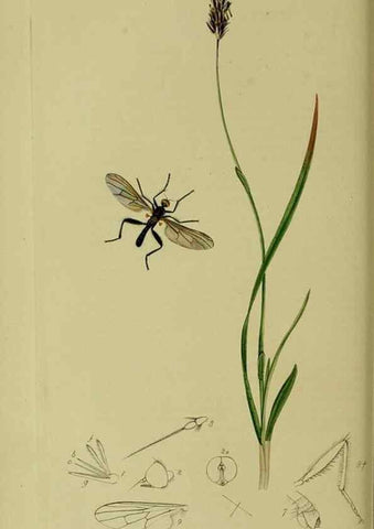 Reproducción/Reproduction 49640409033: British entomology :. London,Printed for the author,1823-1840 [i.e. 1840].. 