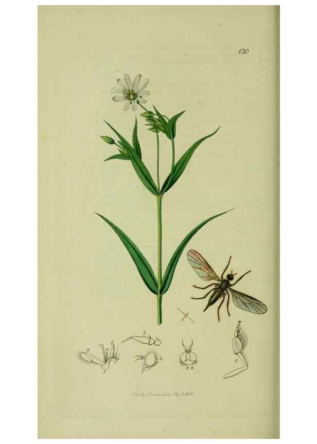 Reproducción/Reproduction 49641206727: British entomology :. London,Printed for the author,1823-1840 [i.e. 1840].. 