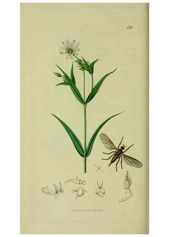 Reproducción/Reproduction 49641206727: British entomology :. London,Printed for the author,1823-1840 [i.e. 1840].. 