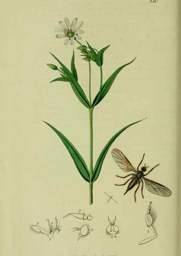 Reproducción/Reproduction 49641206727: British entomology :. London,Printed for the author,1823-1840 [i.e. 1840].. 