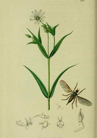 Reproducción/Reproduction 49641206727: British entomology :. London,Printed for the author,1823-1840 [i.e. 1840].. 