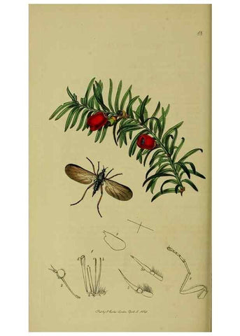 Reproducción/Reproduction 49640409523: British entomology :. London,Printed for the author,1823-1840 [i.e. 1840].. 