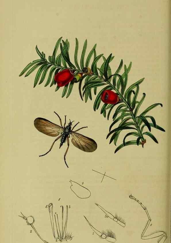 Reproducción/Reproduction 49640409523: British entomology :. London,Printed for the author,1823-1840 [i.e. 1840].. 
