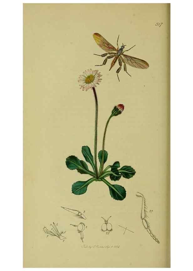Reproducción/Reproduction 49640409838: British entomology :. London,Printed for the author,1823-1840 [i.e. 1840].. 