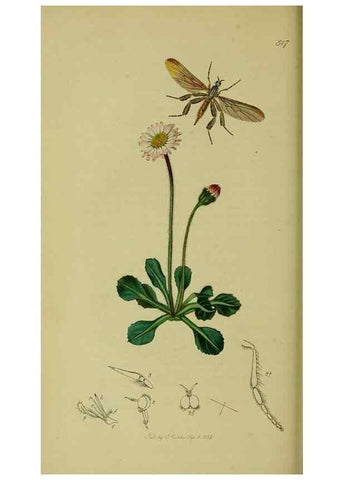 Reproducción/Reproduction 49640409838: British entomology :. London,Printed for the author,1823-1840 [i.e. 1840].. 