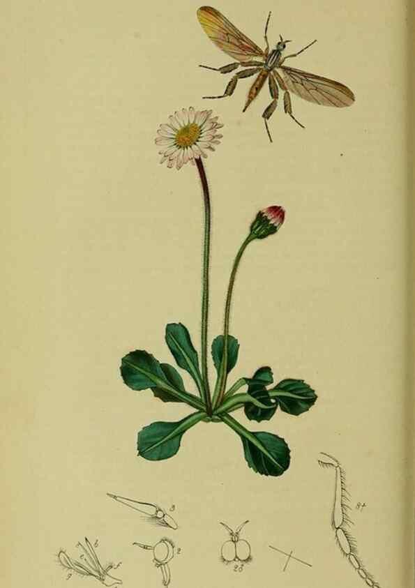 Reproducción/Reproduction 49640409838: British entomology :. London,Printed for the author,1823-1840 [i.e. 1840].. 