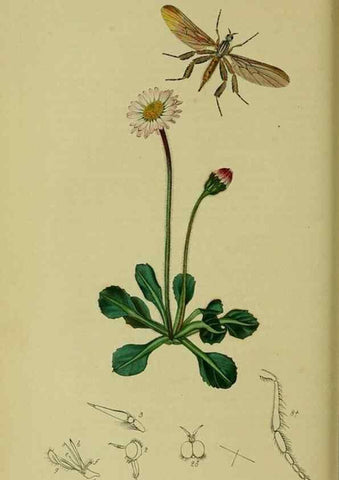 Reproducción/Reproduction 49640409838: British entomology :. London,Printed for the author,1823-1840 [i.e. 1840].. 