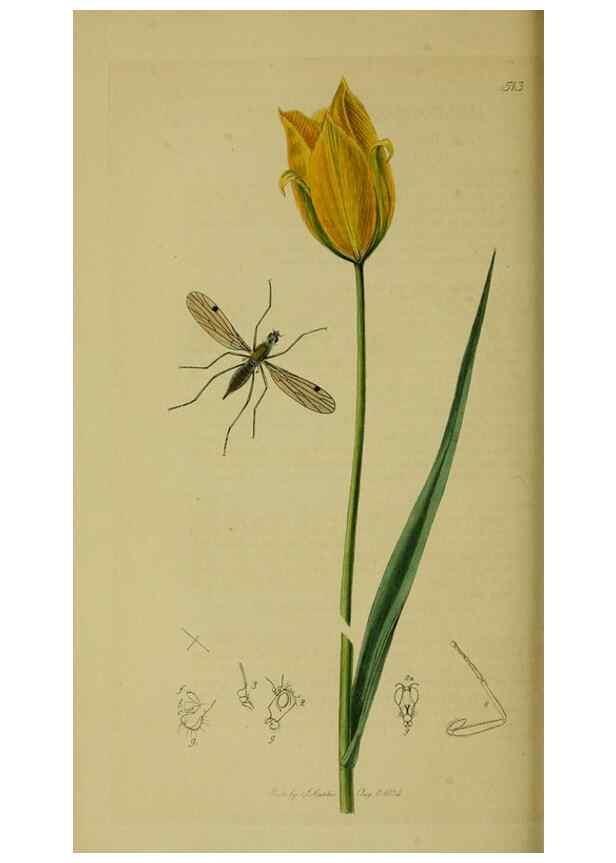 Reproducción/Reproduction 49641207462: British entomology :. London,Printed for the author,1823-1840 [i.e. 1840].. 