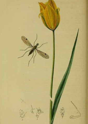 Reproducción/Reproduction 49641207462: British entomology :. London,Printed for the author,1823-1840 [i.e. 1840].. 