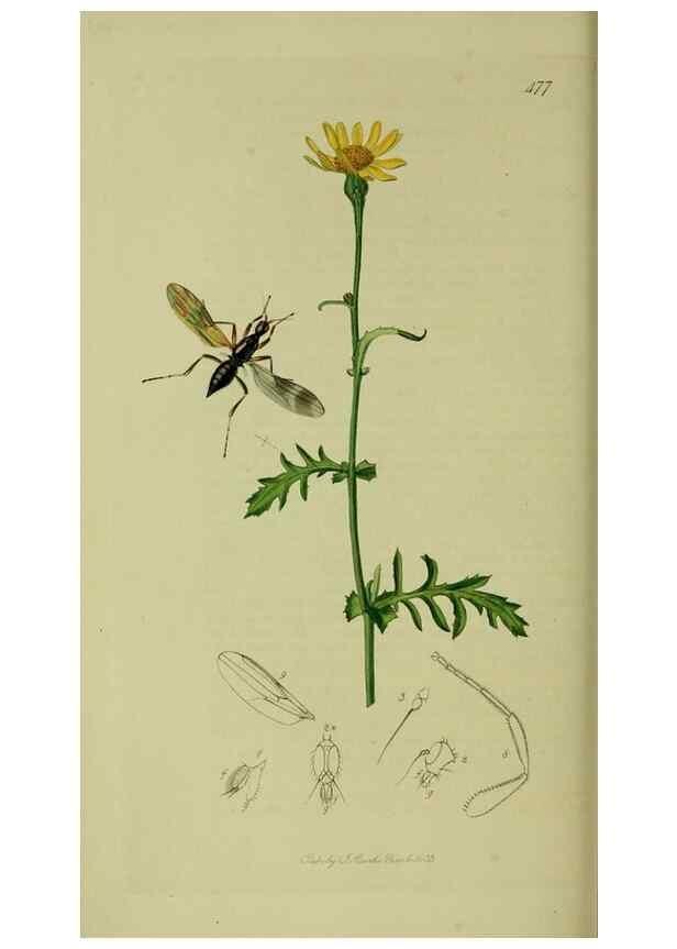 Reproducción/Reproduction 49641207702: British entomology :. London,Printed for the author,1823-1840 [i.e. 1840].. 