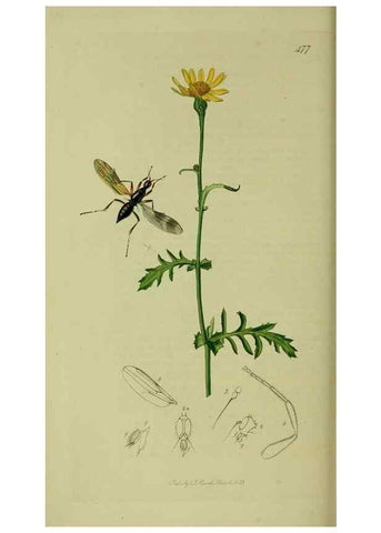 Reproducción/Reproduction 49641207702: British entomology :. London,Printed for the author,1823-1840 [i.e. 1840].. 