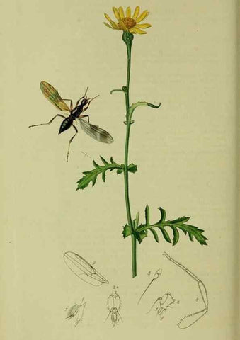 Reproducción/Reproduction 49641207702: British entomology :. London,Printed for the author,1823-1840 [i.e. 1840].. 