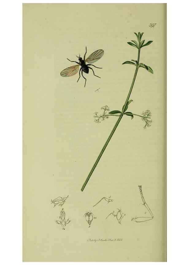 Reproducción/Reproduction 49640932876: British entomology :. London,Printed for the author,1823-1840 [i.e. 1840].. 