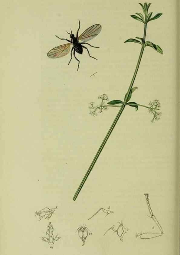 Reproducción/Reproduction 49640932876: British entomology :. London,Printed for the author,1823-1840 [i.e. 1840].. 