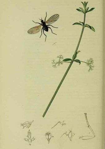 Reproducción/Reproduction 49640932876: British entomology :. London,Printed for the author,1823-1840 [i.e. 1840].. 