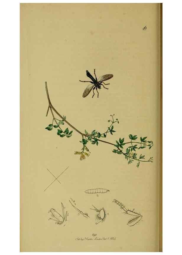 Reproducción/Reproduction 49640930881: British entomology :. London,Printed for the author,1823-1840 [i.e. 1840].. 