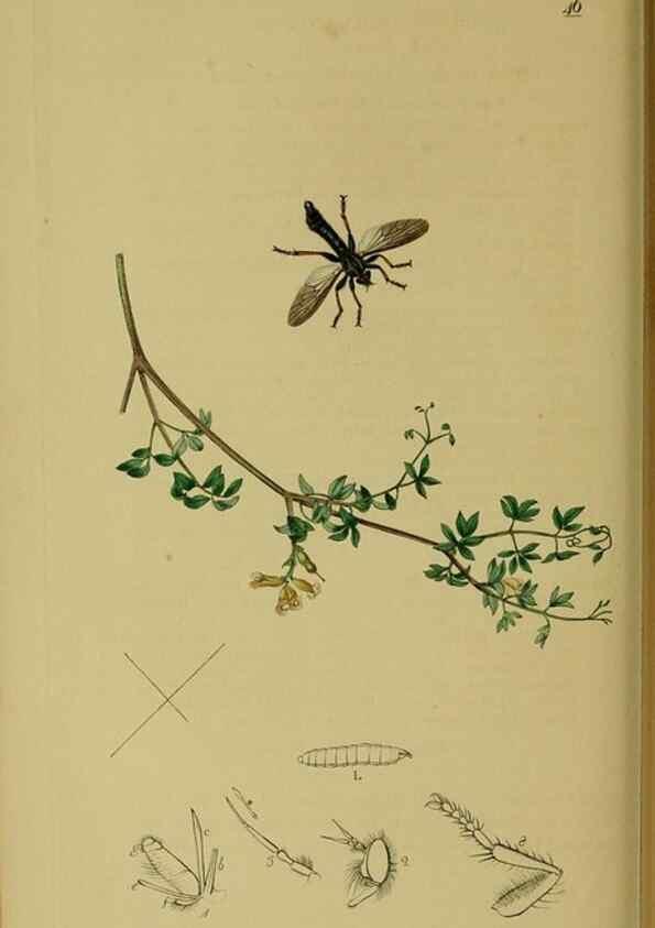 Reproducción/Reproduction 49640930881: British entomology :. London,Printed for the author,1823-1840 [i.e. 1840].. 