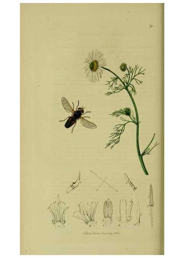 Reproducción/Reproduction 49640405898: British entomology :. London,Printed for the author,1823-1840 [i.e. 1840].. 