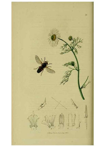 Reproducción/Reproduction 49640405898: British entomology :. London,Printed for the author,1823-1840 [i.e. 1840].. 