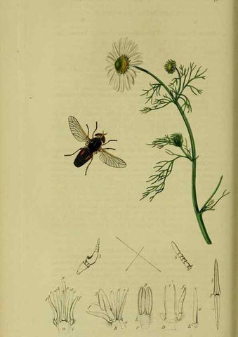 Reproducción/Reproduction 49640405898: British entomology :. London,Printed for the author,1823-1840 [i.e. 1840].. 