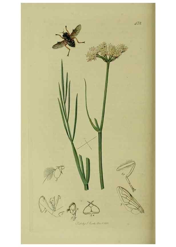 Reproducción/Reproduction 49641214527: British entomology :. London,Printed for the author,1823-1840 [i.e. 1840].. 